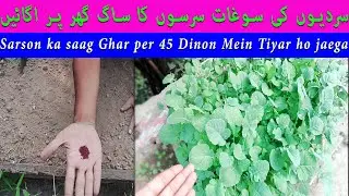 Sarson ka saag Ghar per 45 Dinon Mein Tiyar ho jaega / urdu