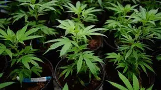 Brett Wilson: Pot market 'much greater than anyone is forecasting'