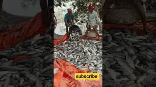 একদিন মাছ ধরেই তাক লাগিয়ে দিলাম #foryou #fishing #vlog #fish #viralshort #shorts #shortvideo