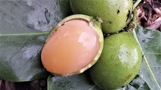 Guayas, mamones, huaya, maco, cojoncillo, chupalotes, guaretones, mamal&oacute;n, g&uuml;evillos, limoncillo.
