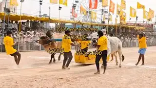 చిలకలూరిపేట పల్నాడు జిల్లా సీనియర్స్ విభాగం 5వ జత MCOR బుల్స్ చౌటపల్లి మచ్చల పులి ఎర్రది