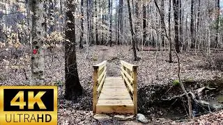 4K Walk Through Rain Soaked Woods To The River | Dunnegan Trail Eno River Durham North Carolina