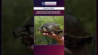 Interesting facts about black spotted turtles || रोचक तथ्य #turtle #shorts #viralvideo #viral