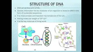 Structure of DNA