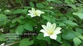 큰꽃으아리(Big-flower clematis)