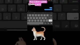 PLS LIKE #music #cat#fostercat #lovecats