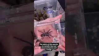 Breeding Dolichothele diamantinensis 2025 Tarantulas