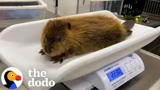 Rescued Baby Beaver Finally Makes a Friend | The Dodo