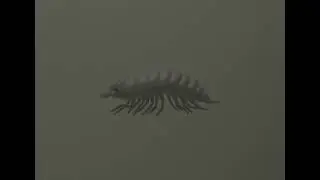 Isopod low poly model 