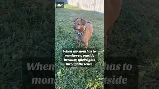 #rescue  #chiweenie #youtubeshorts #shorts #viral #trending #youtube #reels #tiktok #funny #dog #fyp