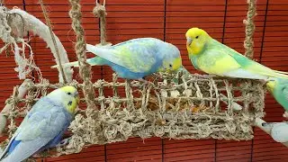 budgie sounds for lonely birds to make them happy