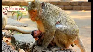 Welcome New Baby monkey Maria Very Cute 19.01.2020