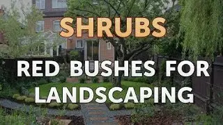 Red Bushes for Landscaping