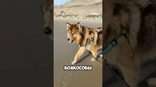 Собаки которые запрещены #шортс #животные #собака #алабай #топ #алабайвидео