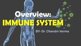 What is immune system and its types? | Overview of Immune system | Innate and Adaptive immunity
