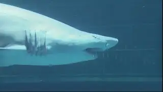 Jeremy Dives with Sharks Ahead of Shark Week