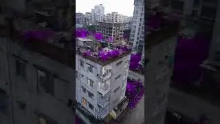 purple Island