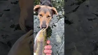 Fish on! Pink Salmon on the fly from the beaches of Vancouver Island, BC #flyfishing