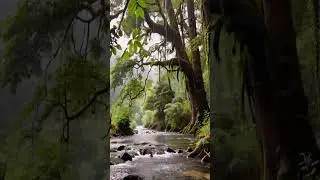 River Meditation Music 🌊 Calm River Sounds for Relaxation