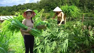Harvesting vegetables to market sell - Cooking, Taking care of ducks - Farm life| Hoa Daily Farm
