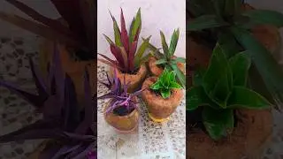 reuse coconut shell as planter / pot #shorts