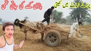 Traditional way of Agriculture  with Bull |Old Culture in Punjab Pakistan