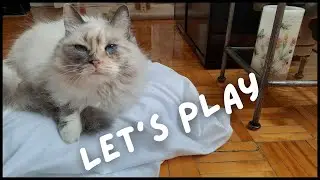 Playing with my cat Duchess | Bunny kicks a pillow | 4K