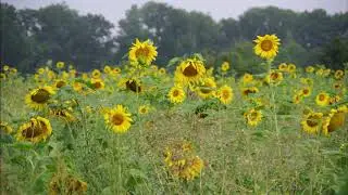 Sonnenblumen am Nebeltag