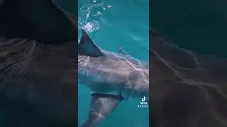 OCEARCH Shark Tagging