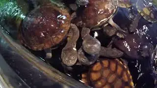 🅾🆉 🅱🅸🆁🅳🆂  - Angry Turtles