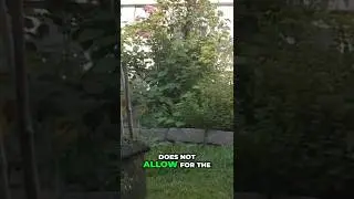 Small Garden? Lawn Mower Problems & Solutions from a Gardener!