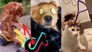 2020 August Funny Cute Tik Tok Pets Compilation NEW