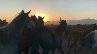 The llanero&rsquo;s ride - Ancient Venezuelan Ambient Music
