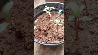 #minivlog 💞my garden Beetroot plant growth #youtubeshorts #gardening #homegardening