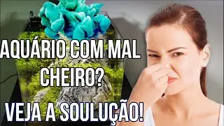 Aqu&aacute;rio cheirando Mal? Veja a solu&ccedil;&atilde;o