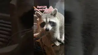 Raccoon Family at the Door for Supper. Peanut Butter Club Diary