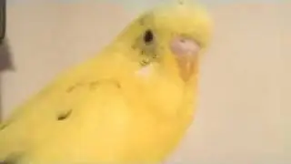 sprechender  vogel
