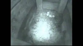 Two Baby Owls