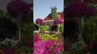 Find your next travel destination in Miracle Garden, Dubai