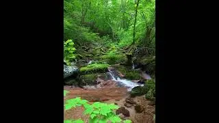 Grounding Healing Sounds Embrace The Primal Beauty #waterflowingsound