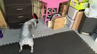 Blue Heeler Boxing: Cherry Unleashes the 「W H I T E F A N G」