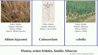 Plantas, orden Iridales, familia Alliaceae allium china los plants var monte silvestre osos anceps