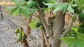 Phadhi Lifestyle vlog ll sapna Bisht vlog ll 