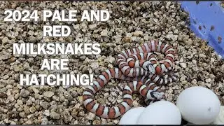 HATCHING SEASON has begun! Milksnakes are first to pop.