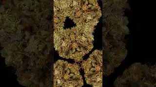 Origins Triangle Kush