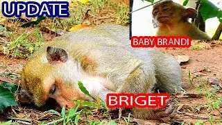 TEA DROP DOWN&VERY BROKEN HEART/MONKEY BRIGET IS NEARLY PASS AWAY AND BABY BRANDI IS PIANFUL ON BODY