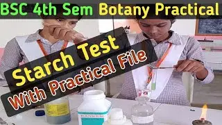 BSc 4th sem Botany Practical//To test the Presence of Starch//Starch Test//Botany Practical 4th sem