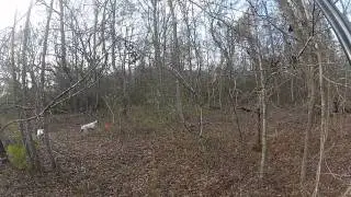 Quail Hunting at Moss Hammock