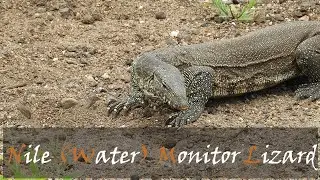 Water Monitor Lizard Video (Varanus niloticus) Nile Monitor At Sweni Hide | Stories Of The Kruger