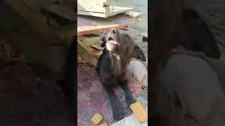 #doglife